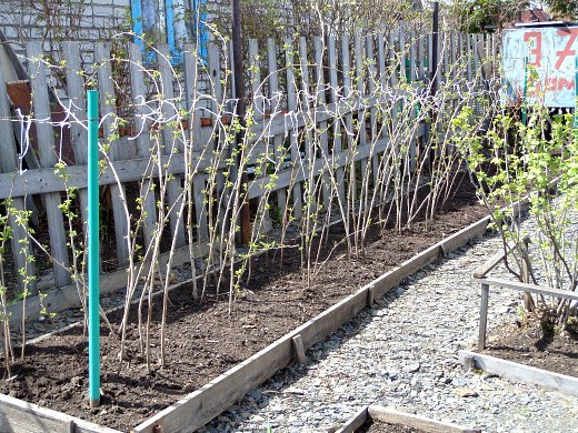 Kako hraniti maline za dobro letino: agronom je imenoval najboljša gnojila